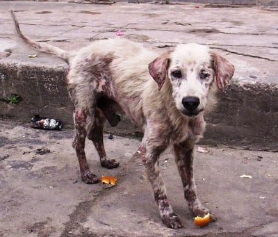 a badly neglected dog 